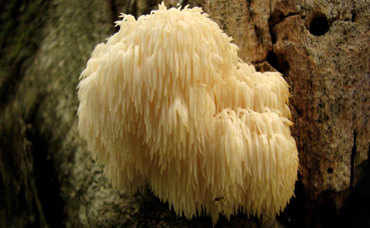 Unlocking the Benefits of Lion’s Mane Mushrooms