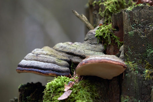 The Benefits of Phellinus Mushrooms